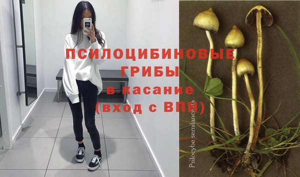 сатива Аркадак